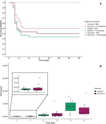 The effect of combined knockdowns of Attacins on survival and bacterial load in Tenebrio molitor